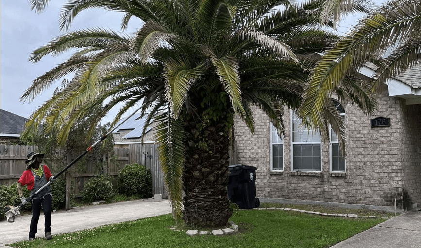 TREE REMOVAL
